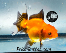 Load image into Gallery viewer, Red and Black Oranda Goldfish