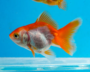 Orange and White Baby Oranda Goldfish. Bred in Illinois