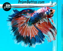 Load image into Gallery viewer, Marble Halfmoon Male