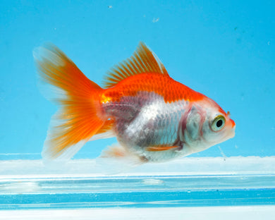 Orange and White Baby Oranda Goldfish. Bred in Illinois