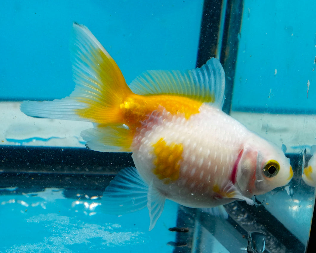 Yellow and White Pearlscale (2-2.75 inches) 2/$35