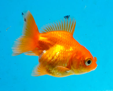 Orange Baby Oranda Goldfish. Bred in Illinois