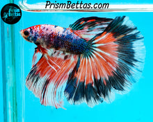 Load image into Gallery viewer, Marble Halfmoon Male