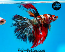 Load image into Gallery viewer, Copper Koi Halfmoon Male