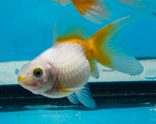 Load image into Gallery viewer, Yellow and White Pearlscale (2-2.75 inches) 2/$35