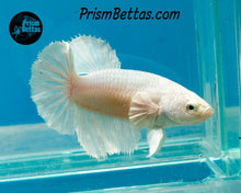 Load image into Gallery viewer, White Halfmoon Female