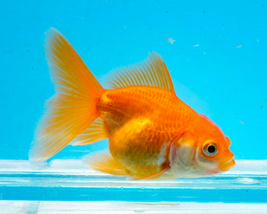 Orange Baby Oranda Goldfish. Bred in Illinois