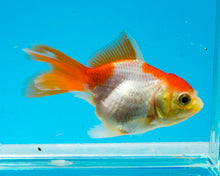 Load image into Gallery viewer, Orange and White Baby Oranda Goldfish. Bred in Illinois