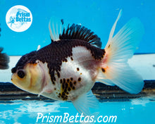 Load image into Gallery viewer, Panda Oranda Goldfish Premium Grade ~2-2.5 inches (body only)