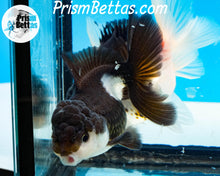 Load image into Gallery viewer, Panda Oranda Goldfish Premium Grade ~2-2.5 inches (body only)