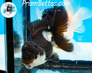 Panda Oranda Goldfish Premium Grade ~2-2.5 inches (body only)