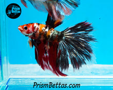 Load image into Gallery viewer, Copper Koi Halfmoon Male