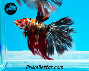 Copper Koi Halfmoon Male