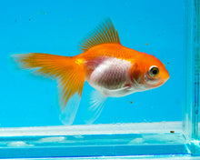 Load image into Gallery viewer, Orange and White Baby Oranda Goldfish. Bred in Illinois