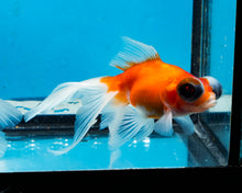 Load image into Gallery viewer, Orange and White Telescope (2.75-3.5 inches) 2/$35