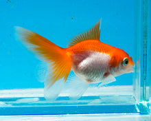 Load image into Gallery viewer, Orange and White Baby Oranda Goldfish. Bred in Illinois
