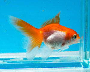 Orange and White Baby Oranda Goldfish. Bred in Illinois