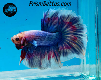 Grizzle Rosetail Halfmoon Male