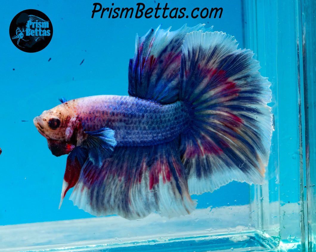 Grizzle Rosetail Halfmoon Male