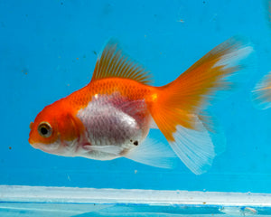 Orange and White Baby Oranda Goldfish. Bred in Illinois