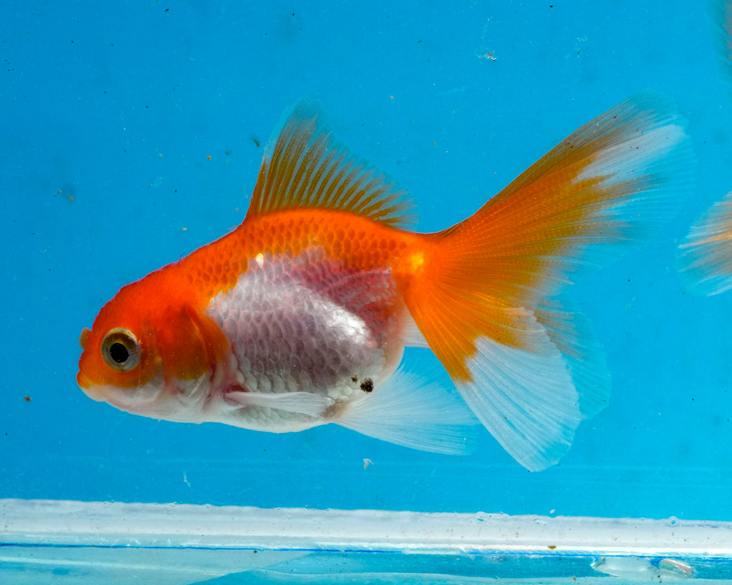 Orange and White Baby Oranda Goldfish. Bred in Illinois