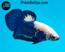 Load image into Gallery viewer, Marble Halfmoon Plakat Male