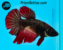 Load image into Gallery viewer, Red Copper Halfmoon Female