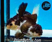 Load image into Gallery viewer, Panda Oranda Goldfish Premium Grade ~2-2.5 inches (body only)