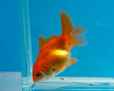 Orange Baby Oranda Goldfish. Bred in Illinois