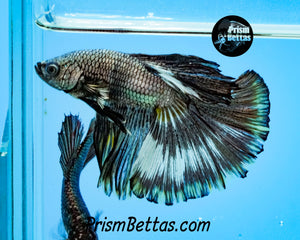 Copper Marble Halfmoon Male