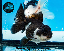 Load image into Gallery viewer, Panda Oranda Goldfish Premium Grade ~2-2.5 inches (body only)