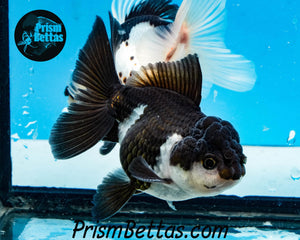 Panda Oranda Goldfish Premium Grade ~2-2.5 inches (body only)