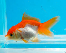Load image into Gallery viewer, Orange and White Baby Oranda Goldfish. Bred in Illinois