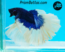 Load image into Gallery viewer, Blue Butteerfly Rosetail Halfmoon Male