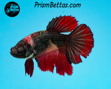 Load image into Gallery viewer, Red Copper Halfmoon Female