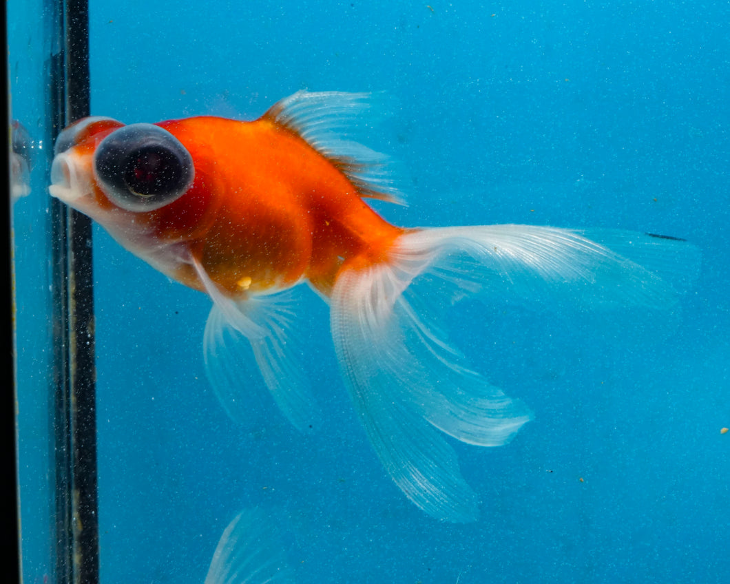 Orange and White Telescope (2.75-3.5 inches) 2/$35