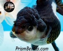 Load image into Gallery viewer, Panda Oranda Goldfish Premium Grade ~2-2.5 inches (body only)