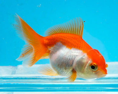 Orange and White Baby Oranda Goldfish. Bred in Illinois