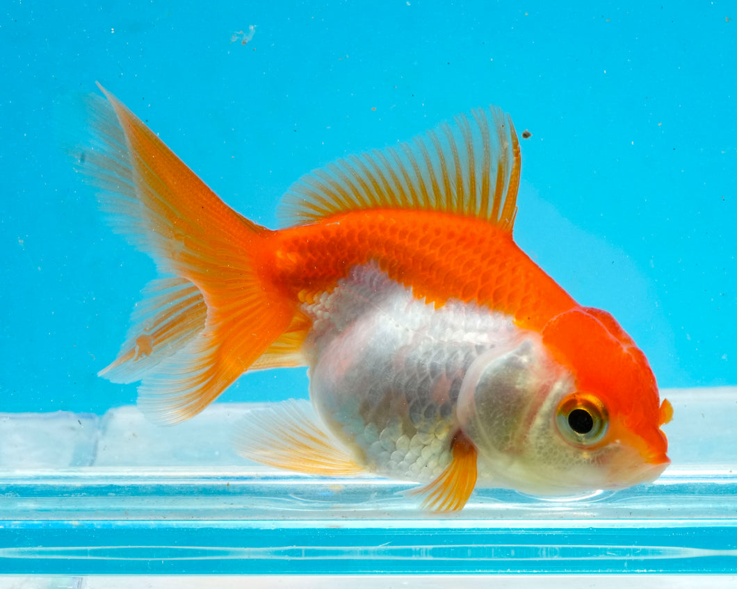Orange and White Baby Oranda Goldfish. Bred in Illinois