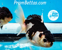 Load image into Gallery viewer, Panda Oranda Goldfish Premium Grade ~2-2.5 inches (body only)