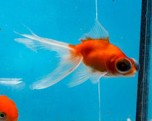 Load image into Gallery viewer, Orange and White Telescope (2.75-3.5 inches) 2/$35