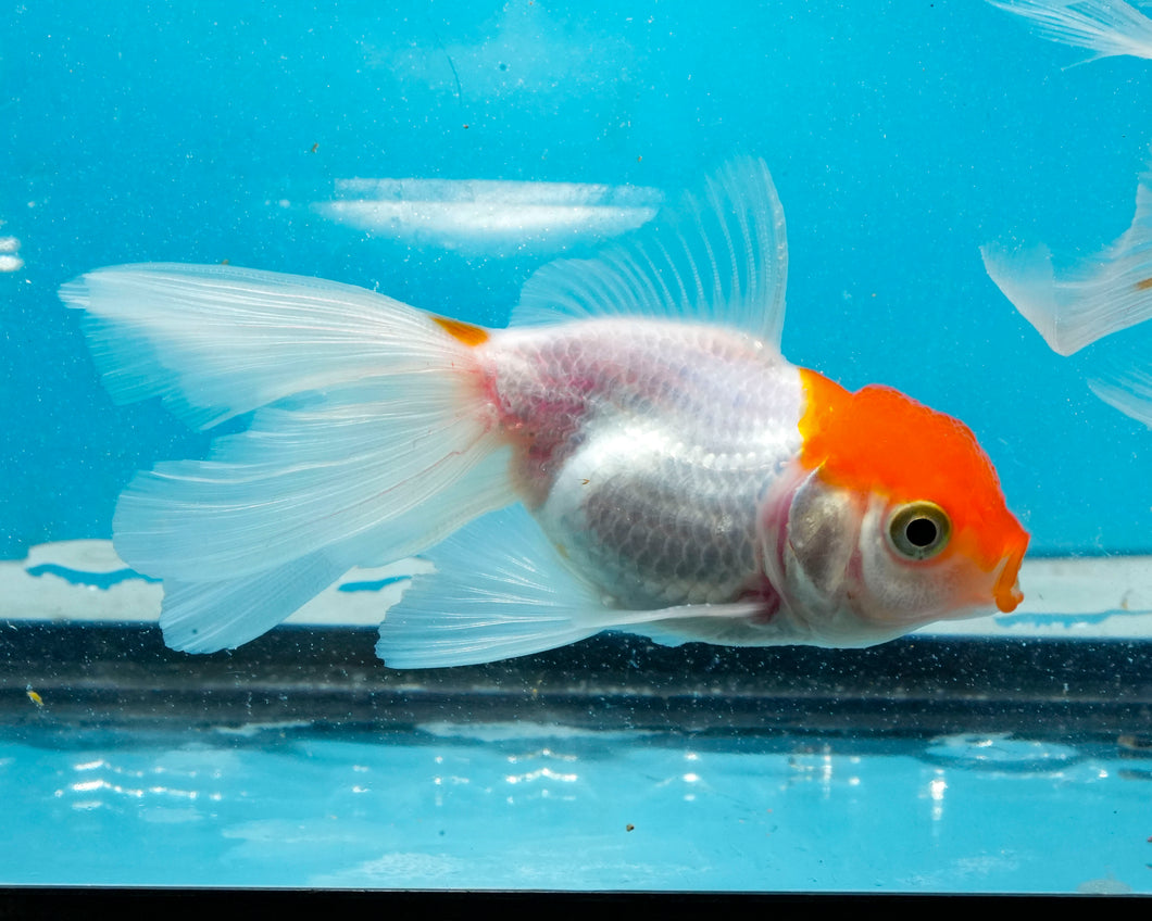 Red-cap Oranda (2.75-3.5 inches) 2/$35