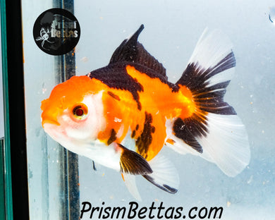 Tricolor Oranda Goldfish