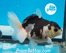 Load image into Gallery viewer, Panda Oranda Goldfish Premium Grade ~2-2.5 inches (body only)