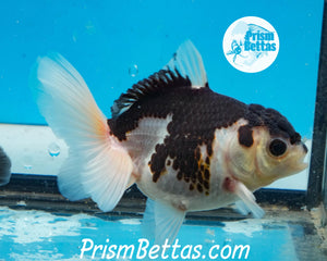 Panda Oranda Goldfish Premium Grade ~2-2.5 inches (body only)