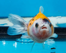 Load image into Gallery viewer, Yellow Calico Pearlscale (2-2.75 inches) 2/$35