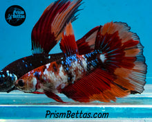 Load image into Gallery viewer, Candy Koi Halfmoon Female