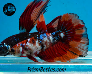 Candy Koi Halfmoon Female