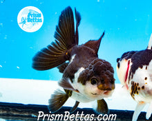 Load image into Gallery viewer, Panda Oranda Goldfish Premium Grade ~2-2.5 inches (body only)