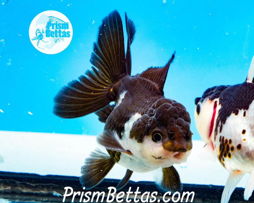 Panda Oranda Goldfish Premium Grade ~2-2.5 inches (body only)